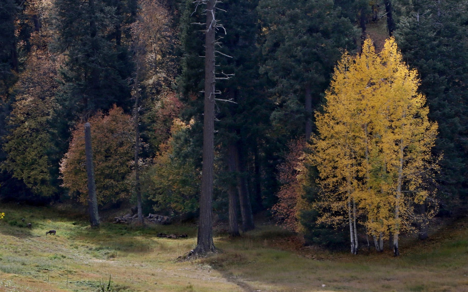 Fall colors